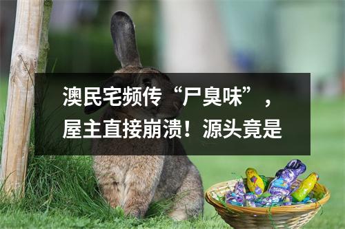 澳民宅频传“尸臭味”，屋主直接崩溃！源头竟是