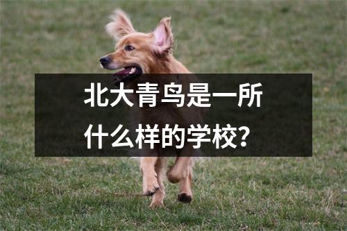 北大青鸟是一所什么样的学校?