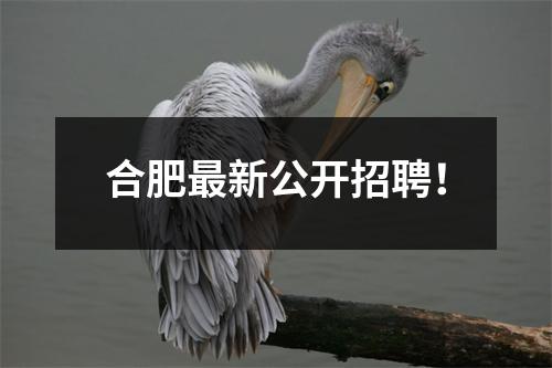 合肥最新公开招聘!