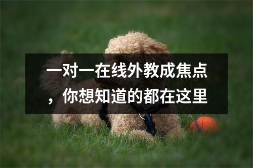一对一在线外教成焦点,你想知道的都在这里
