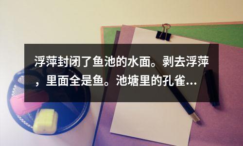 浮萍封闭了鱼池的水面。剥去浮萍,里面全是鱼。池塘里的孔雀鱼过着悠闲的生活。