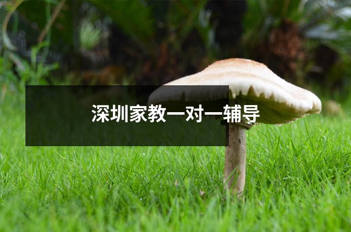 深圳家教一对一辅导