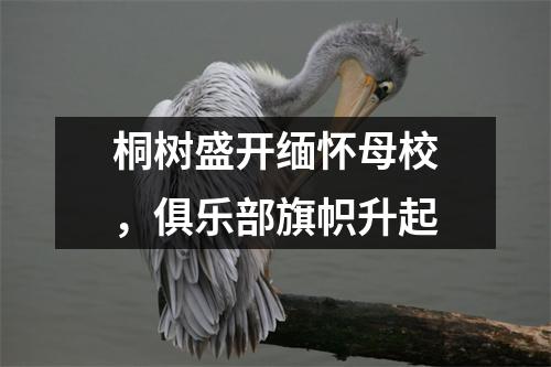 桐树盛开缅怀母校,俱乐部旗帜升起