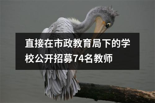 直接在市政教育局下的学校公开招募74名教师