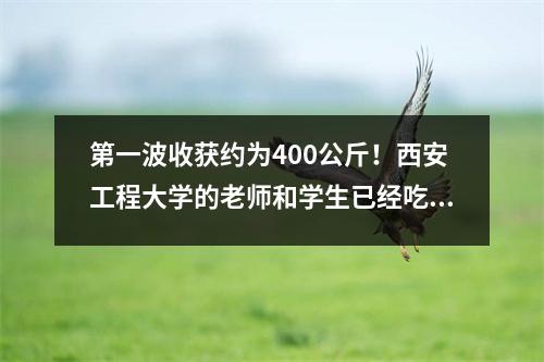 第一波收获约为400公斤！西安工程大学的老师和学生已经吃了自己的蔬菜
